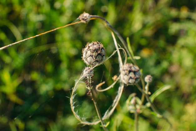 Buds of Centaurea Scabiosa are cobwebbed, close-up. An interesting composition of flowers, like a natural dreamcatcher.