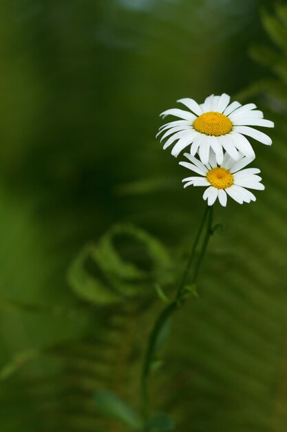 自然な背景がぼやけたカモミールの花のつぼみ