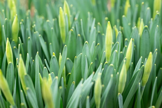 Buds of daffodil flowers green fresh plants close up Natural background narcissus in spring