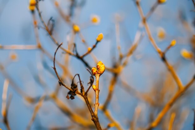 Buds and first leaves on tree branches