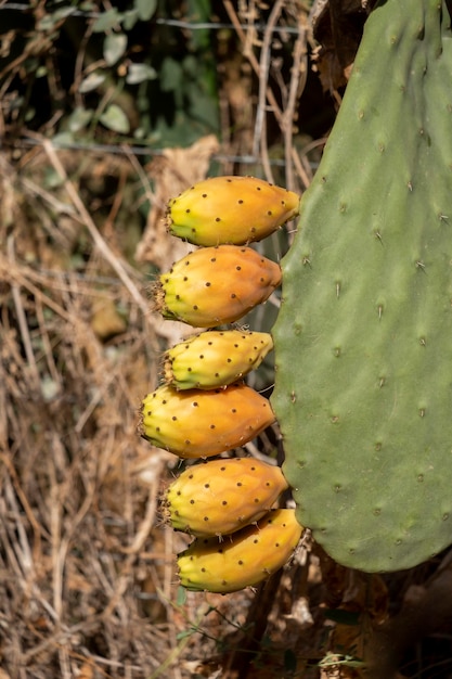 Buds and flower of prickly pear against the sun