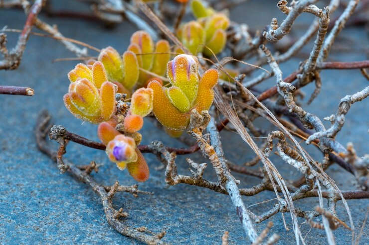 Photo 春の枝に花のつぼみ