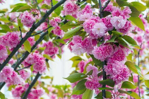 Photo buds of flowers on a branch