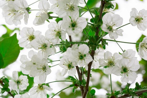 Buds of flowers on a branch