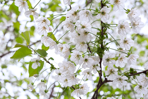 Buds of flowers on a branch