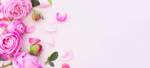 Photo buds, flowers and rose petals on a pink background