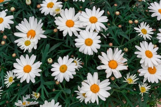 Buds of flowers