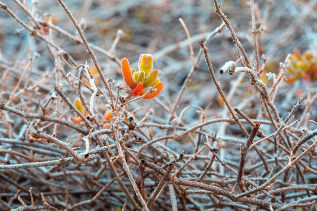 Buds of flowers