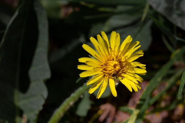 Buds of flowers