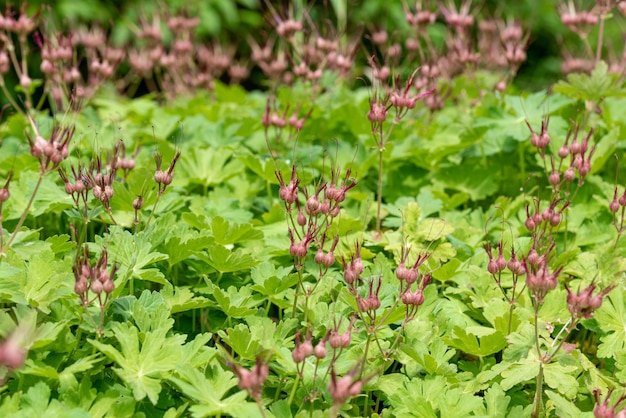 the buds of the Geranium flower, geraniums, cranesbills