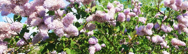 Buds of gorgeous purple lilac during flowering