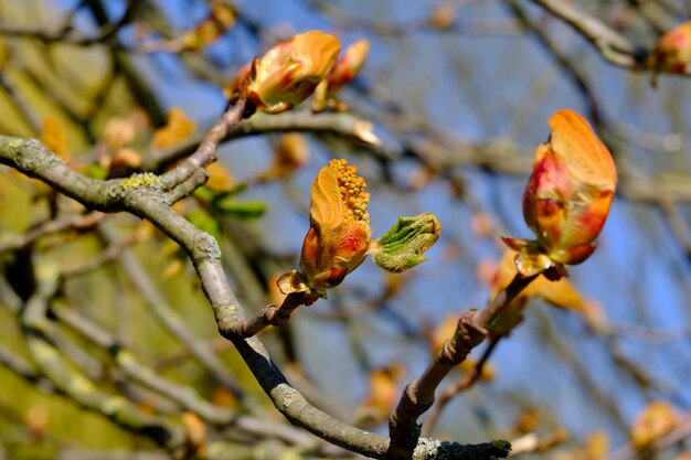 Photo the buds of a horse chestnut tree opening up -aesculus hippocastanum