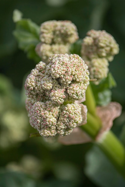 Buds on the inflorescence of the rhubarb plant on a green background