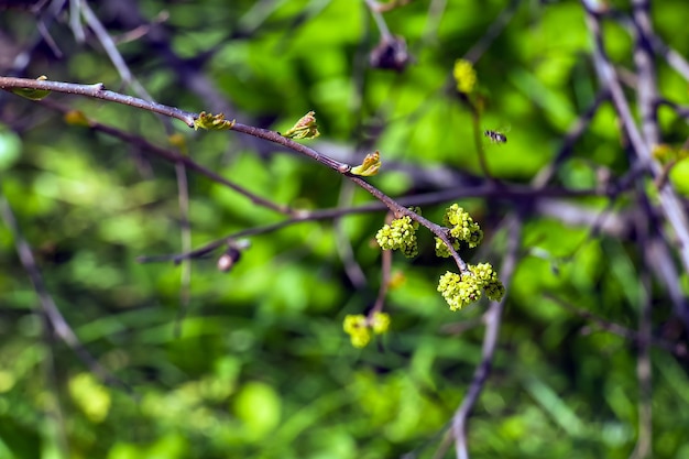 Buds and leaves of sumac Rhus trilobata in spring