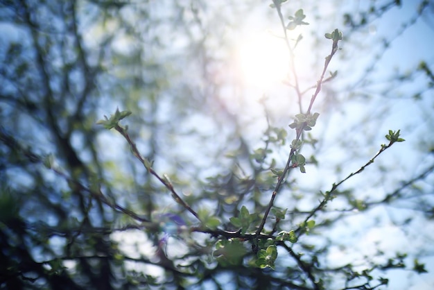 buds and leaves on a tree branch spring background