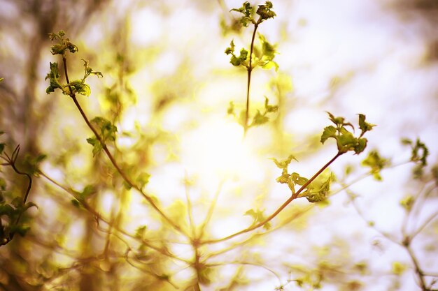 木の枝の春の背景に芽と葉