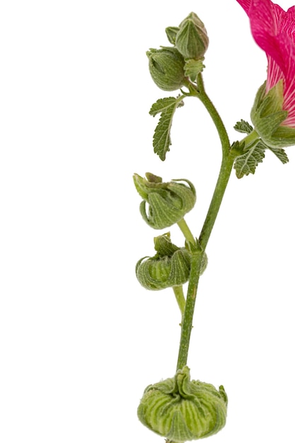 Buds of mallow isolated on white background