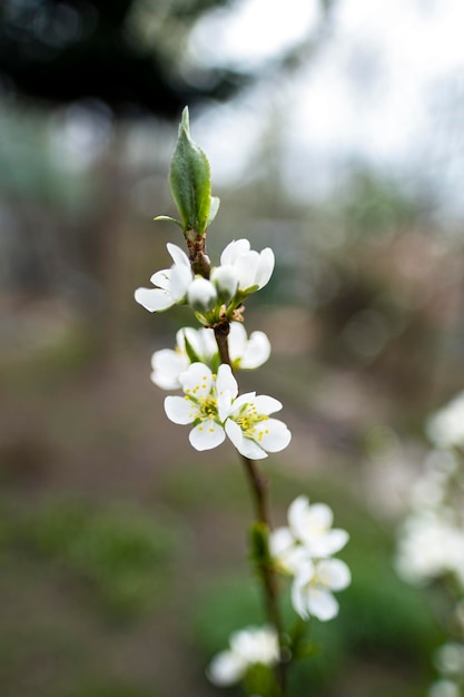 アプリコットの木のつぼみと開花開花の始まりクローズアップセレクティブフォーカス高品質の写真