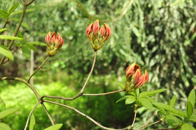 Buds of orange rhododendron flowers