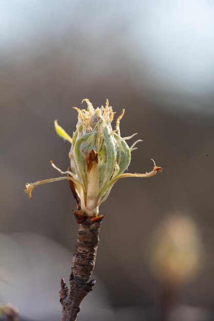buds of a pear tree in the springtime macro photography young sprouts of pears on a sunny day