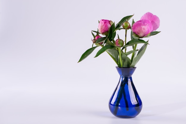 Buds of peony in a blue vase on white surface