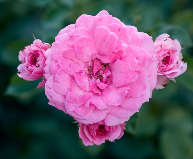 Buds of pink blooming roses in the garden