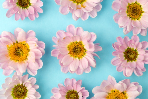 Photo buds of pink flowers with pink petals on a colored minimal background. floral background concept