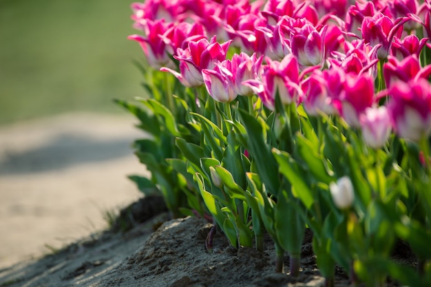 Buds of pink tulips at sunset