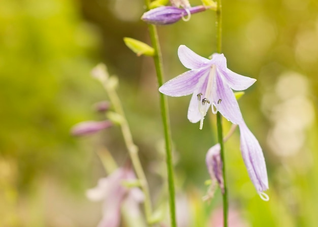 Buds of purple bellflowers in bloom closeup 2