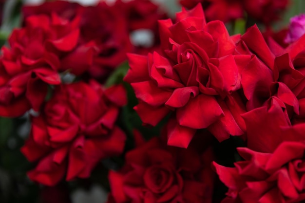 Buds of red gorgeous chic roses closeup