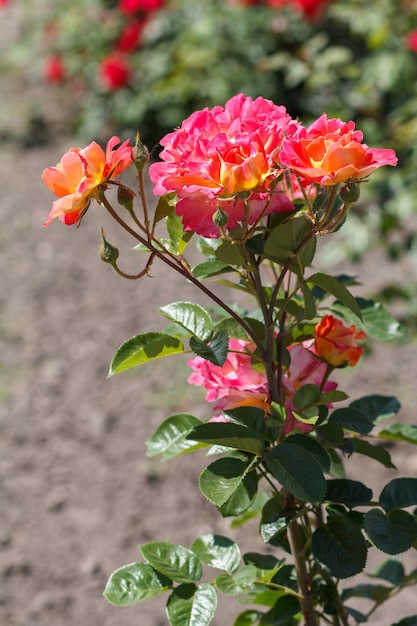 庭に赤いバラのつぼみがあり、背景には同じ花がぼやけています。浅い被写界深度