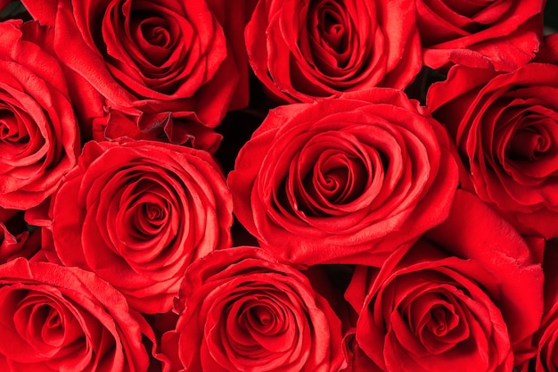 Бутоны красных роз крупным планом. Яркий праздничный цветочный.