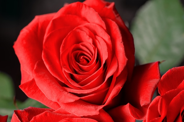 Buds of red roses close-up. Bright festive floral.