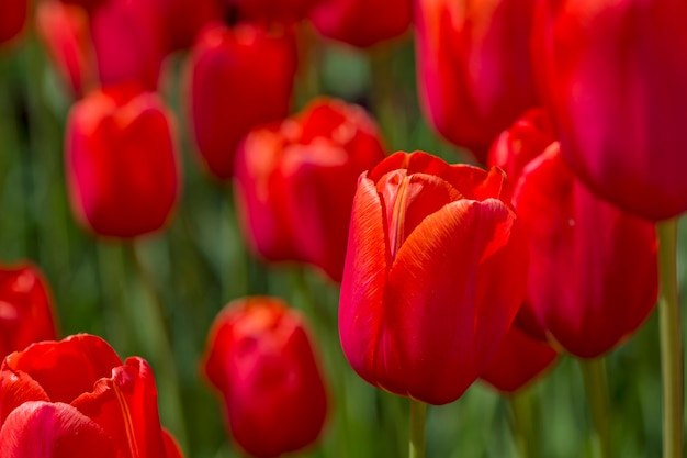 Бутоны красного тюльпана крупным планом во время цветения. Поле с цветами в парке