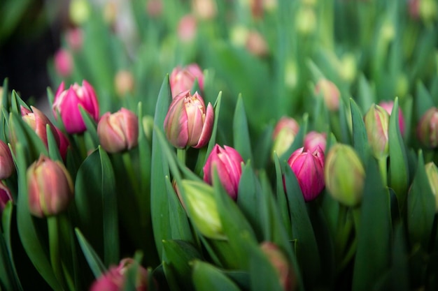 Buds of red tulips of different varieties with green leaves grown indoors