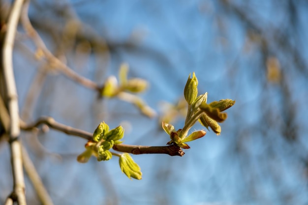 Photo buds spread on the tree end of winter plants are preparing to spread the leaves twigs in spring time on blue sky background early spring season closeup view beautiful nature sunny weather