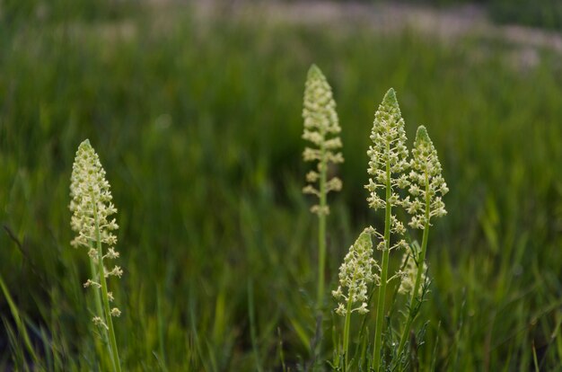 Buds of unblown white flowers