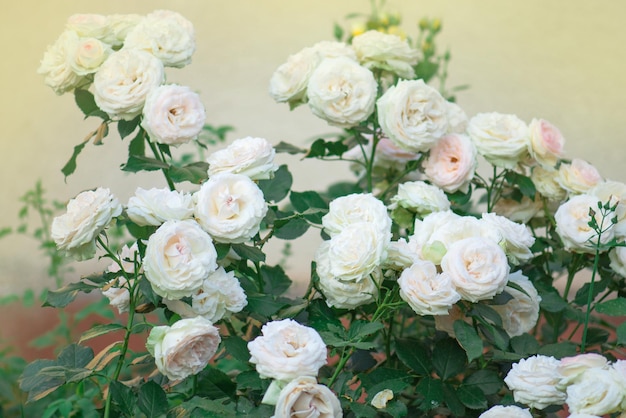 Buds of white and pink roses blossoming on a bush Bush of white and pink roses Eden Rose