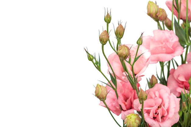 Buds with beautiful pink flowers on white isolated background