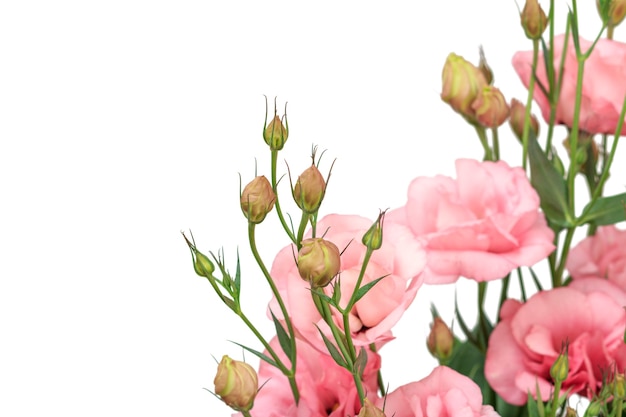 Buds with beautiful pink flowers on white isolated background