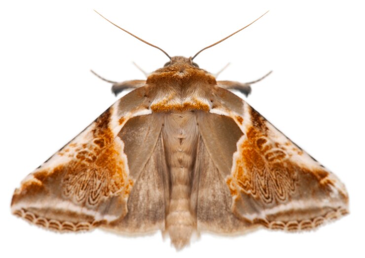 Фотография buff arches -habrosyne pyritoides, моли, изолированные на белом