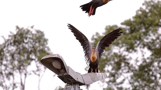 Photo buff necked ibis animals