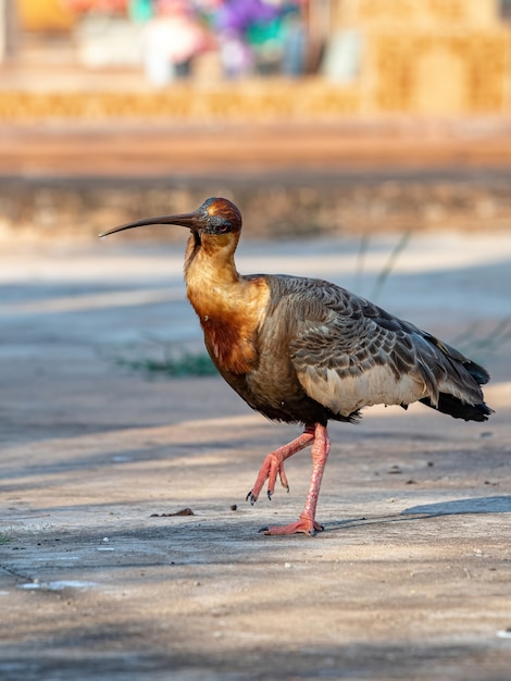 Buff necked Ibis van de soort Theristicus caudatus