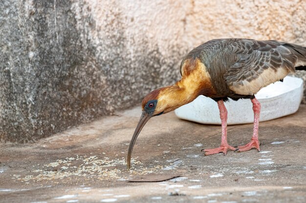 Buff necked Ibis van de soort Theristicus caudatus