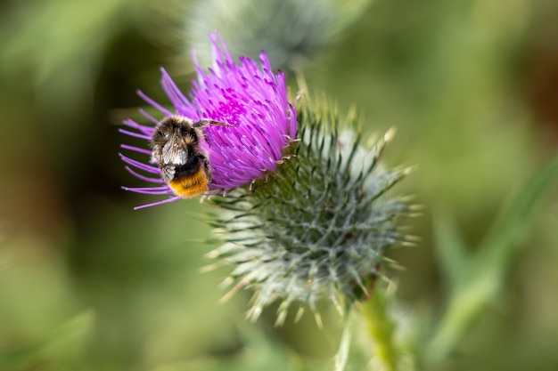 Buff-tailed hommel (Bombus terrestris) verzamelt stuifmeel van een distel