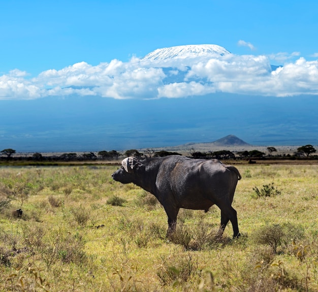 Buffalo in the African savannah wildlife habitat