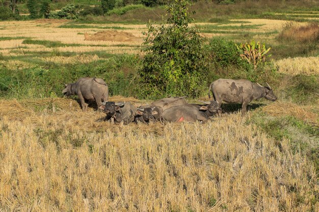 The buffalo are lying in the field.