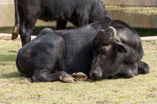 Foto bufalo in un bioparco.