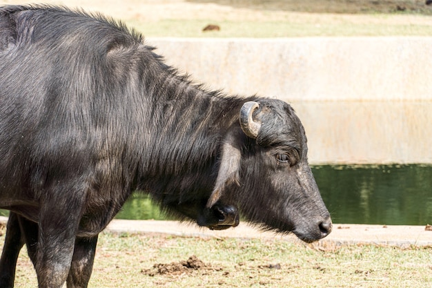 Buffalo in a bio park.