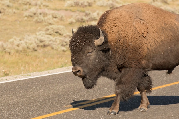 Buffalo Bison in Lamar Valley Yellowstone